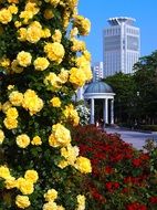 flower bush in verny park in Yokosuka