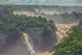 Iguazu rainforest