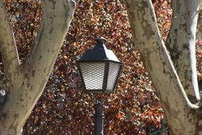 Street lamp in the park in spring