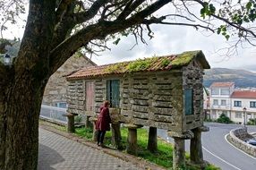 barn near the path and the tree