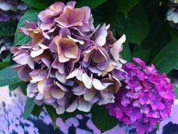 Hydrangea Sunny