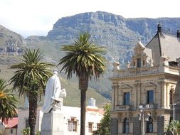 palm trees on a city street in Cape Town