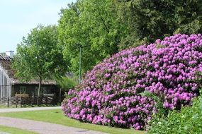 big bush with purple flowers near the house