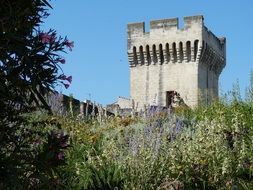 Avignon Provence