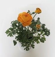yellow houseplant