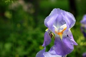 Purple Iris Flower on the blurred green background