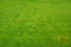 Lawn with Green Grass, backgrpund