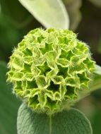 green geometric flower