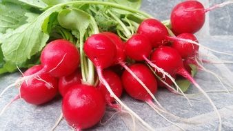bunch of fresh red radish