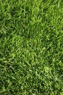 picture of green football lawn