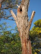 Trunk Nest