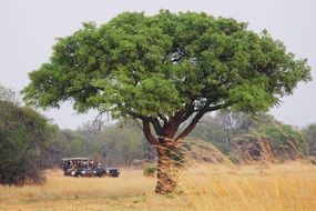 tourists on cars in colorful Savanna with plants at dusk, south africa, mabula game reserve