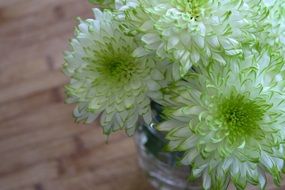 white and green spring flowers