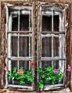 old window with flowers as a graphic image