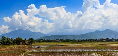 rice fields under the sky with white clouds