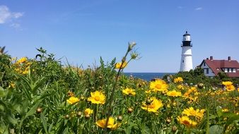 glade of yellow flowers and a lighthouse