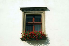 red flowers in the window bed