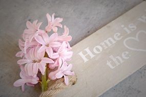 pink hyacinth as a wall decoration