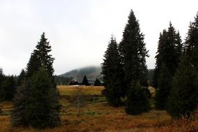 Mist Of Forest Tree