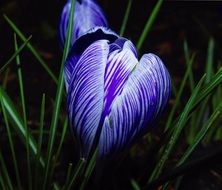 purple crocus with green leaves in the dark