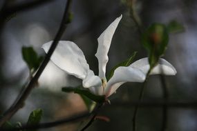 white mountain magnolia close up
