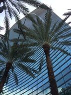 palm trees at the skyscraper
