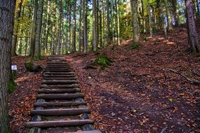 Wooden staircase in forest on Pieniny Mountains, poland, szczawnica