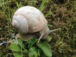 close-up of a snail on green leaves on the ground