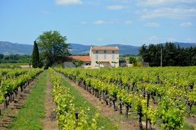 panorama of a green winery in France