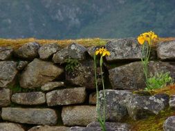 yellow flowers on a background of a stone wall in Peru