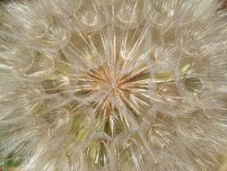 closeup of a fluffy dandelion seed head