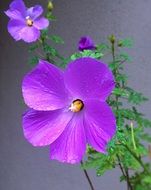 purple flowers in the water