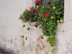 multi-colored flowers in a box on the window in old house wall