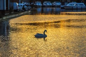 Swan on the evening lake