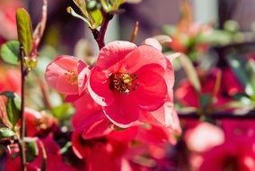 pink bud on a bush in a park