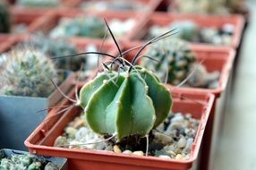 closeup picture of Cactus Succulent