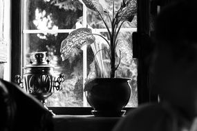 Black and white photo of the samovar and plant