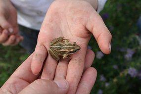 miniature frog in hands closeup