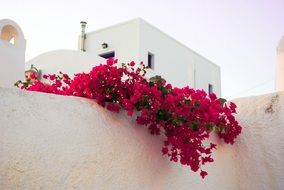 Picture of Santorini's Flowers