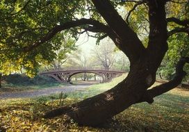 Landscape of Bridge in a park