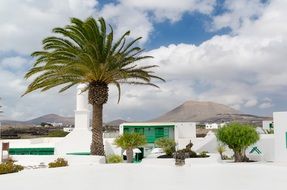 Palm Lanzarote Canary Islands