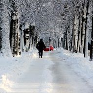 Snowy forest in winter time