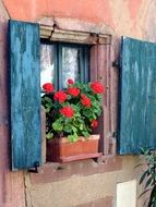 red geranium in a pot on a window in Alsace