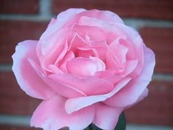 pink fragrant rose bud on a brick wall background