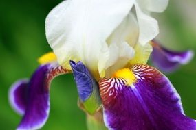 natural white yellow purple blossom of iris