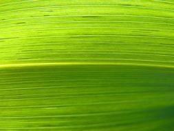 abstract background with leaf texture