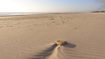 flat sand on a beach near waldport