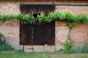 the barn door and the vine