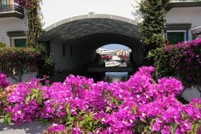 A lot of growing pink flowers in the garden, puerto de mogan