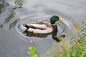 green Duck